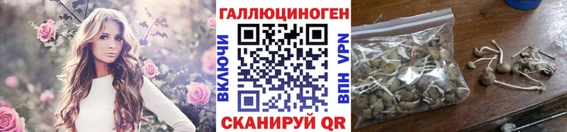 закладка Назрань Псилоцибиновые грибы Psilocybine cubensis